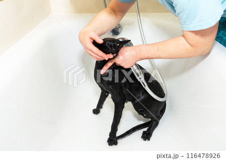 Black funny cat wet in bath 116478926