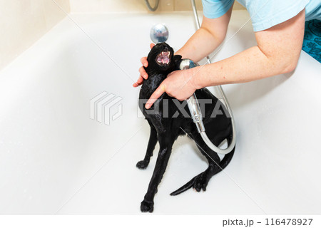 Black funny cat wet in bath 116478927