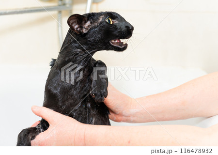 Black funny cat wet in bath Black funny cat wet in bath 116478932