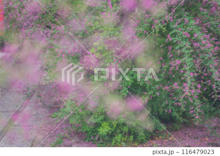 京都市伏見区勝念寺（かましきさん）に咲く清楚な秋の七草萩を撮影 116479023