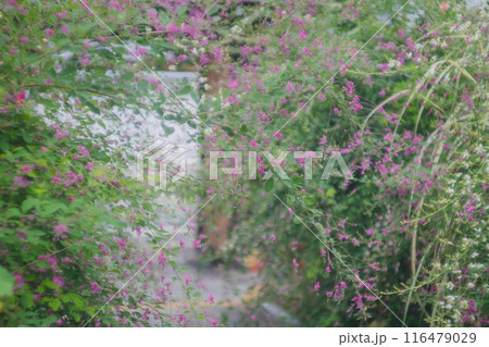 京都市伏見区勝念寺（かましきさん）に咲く清楚な秋の七草萩を撮影 116479029