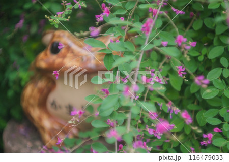 京都市伏見区勝念寺（かましきさん）に咲く清楚な秋の七草萩を撮影 116479033