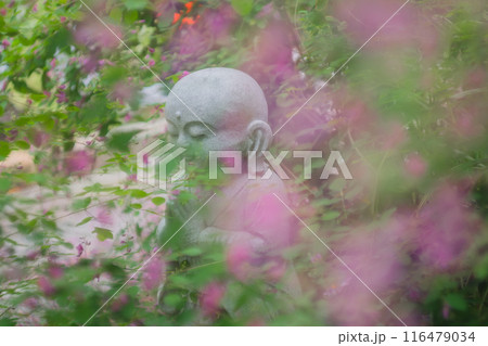 京都市伏見区勝念寺（かましきさん）に咲く清楚な秋の七草萩を撮影 116479034