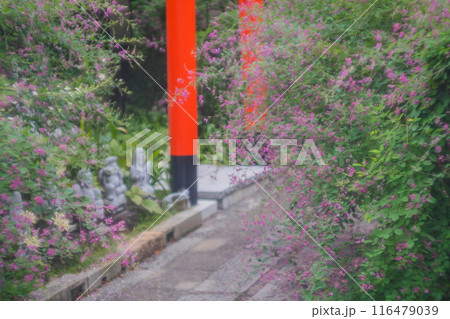 京都市伏見区勝念寺（かましきさん）に咲く清楚な秋の七草萩を撮影 116479039