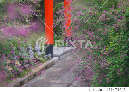 京都市伏見区勝念寺（かましきさん）に咲く清楚な秋の七草萩を撮影 116479041