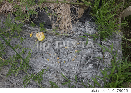 獣に喰われた黄ウリ 獣に喰われた黄ウリ 116479096