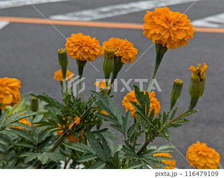 初夏の庭に咲くマリーゴールドのオレンジ色の花 初夏の庭に咲くマリーゴールドのオレンジ色の花 116479109