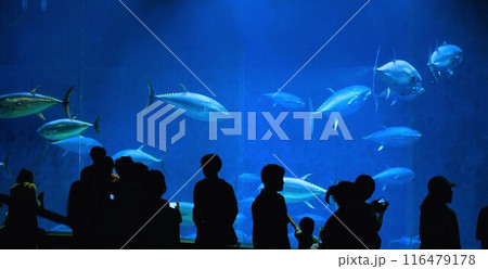 クロマグロの水槽を観る人 116479178