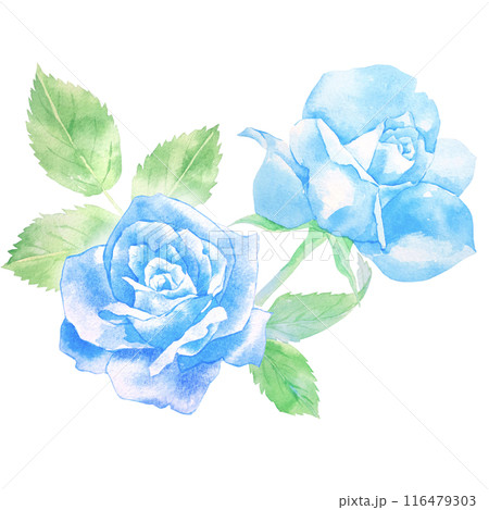 青いバラの花の水彩イラスト 116479303
