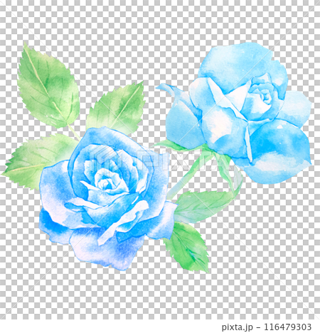 青いバラの花の水彩イラスト 116479303