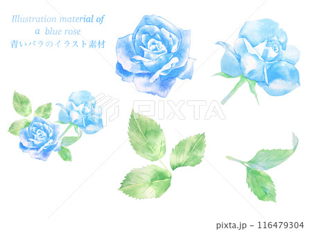 青いバラの花の水彩イラスト 116479304