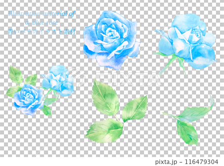 青いバラの花の水彩イラスト 116479304