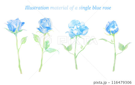 美しい青い一輪のバラの水彩イラスト 116479306