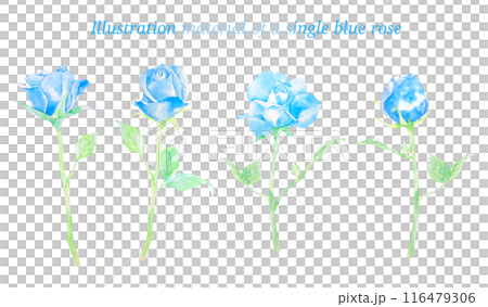 美しい青い一輪のバラの水彩イラスト 116479306