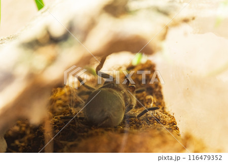 Mexican Red Knee Tarantula Juvenile Spider Molting Mexican Red Knee Tarantula Juvenile Spider Molting 116479352