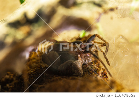 Mexican Red Knee Tarantula Juvenile Spider Molting 116479358
