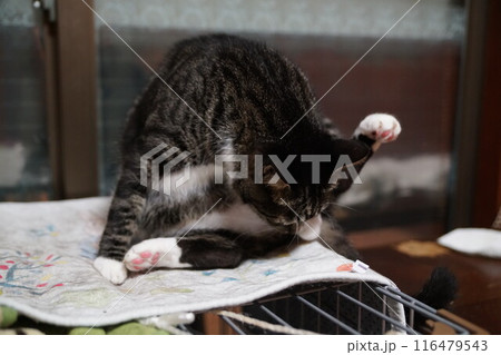 ねこ 116479543