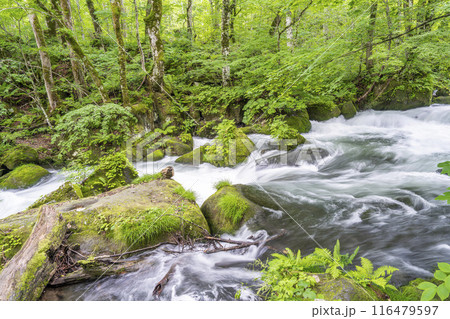 夏の奥入瀬渓流　阿修羅の流れ　青森県十和田市 116479597