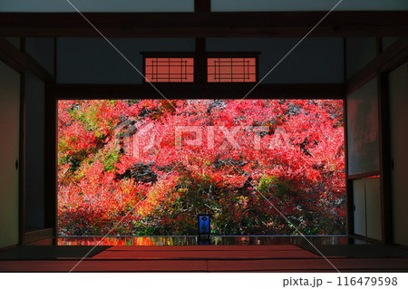 【兵庫県】紅葉の「ゆかドウダン」但馬安国寺 【兵庫県】紅葉の「ゆかドウダン」但馬安国寺 116479598