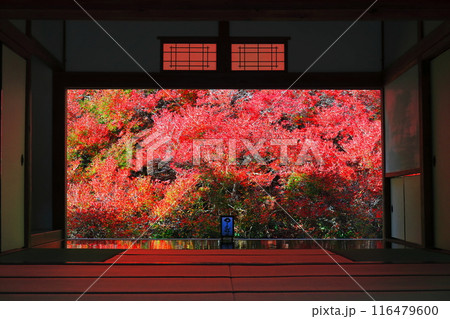 【兵庫県】紅葉の「ゆかドウダン」但馬安国寺 116479600