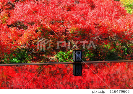 【兵庫県】紅葉の「ゆかドウダン」但馬安国寺 116479603