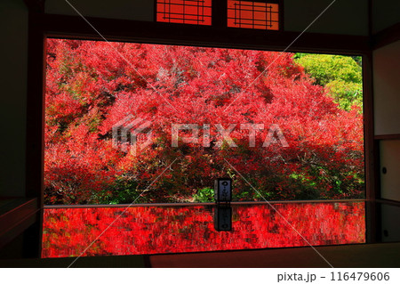 【兵庫県】紅葉の「ゆかドウダン」但馬安国寺 116479606