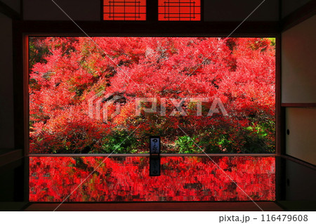 【兵庫県】紅葉の「ゆかドウダン」但馬安国寺 116479608