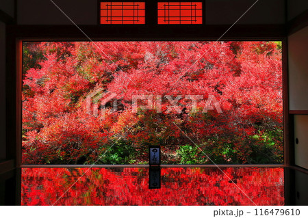 【兵庫県】紅葉の「ゆかドウダン」但馬安国寺 116479610