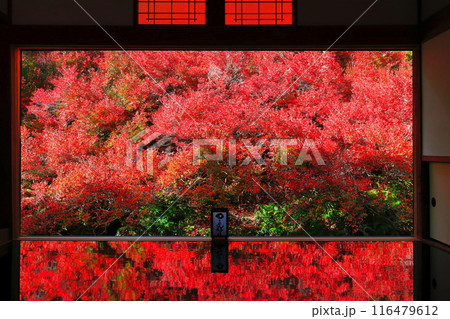 【兵庫県】紅葉の「ゆかドウダン」但馬安国寺 116479612