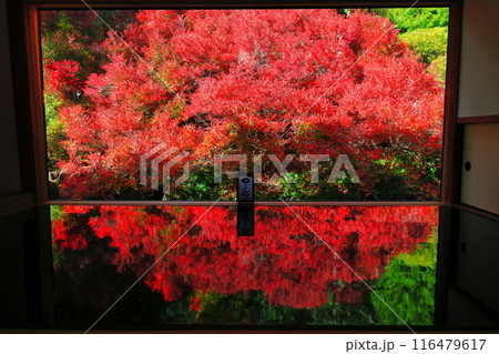 【兵庫県】紅葉の「ゆかドウダン」但馬安国寺 116479617