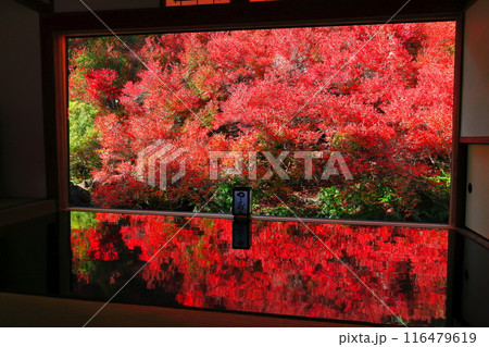 【兵庫県】紅葉の「ゆかドウダン」但馬安国寺 116479619