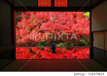 【兵庫県】紅葉の「ゆかドウダン」但馬安国寺 116479624