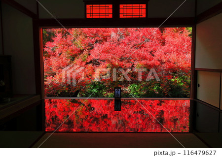 【兵庫県】紅葉の「ゆかドウダン」但馬安国寺 116479627