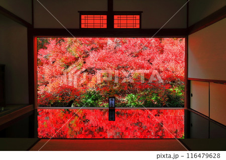 【兵庫県】紅葉の「ゆかドウダン」但馬安国寺 116479628