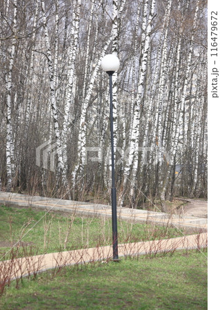 Landscape park in the Moscow region, flowering tree branches, spring April 2022. 116479672
