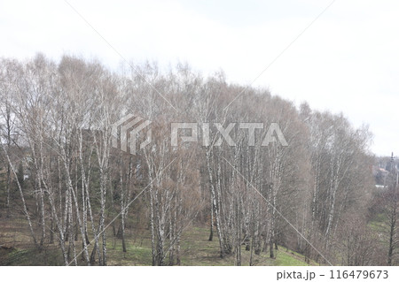 Landscape park in the Moscow region, flowering tree branches, spring April 2022. 116479673