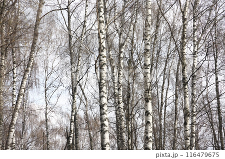 Landscape park in the Moscow region, flowering tree branches, spring April 2022. 116479675