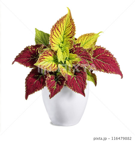 Coleus colorful foliage in shades of red green and yellow in a white ceramic planter 116479882