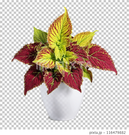 Coleus colorful foliage in shades of red green and yellow in a white ceramic planter 116479882