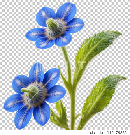 Borage flowers dancing in a vivid blue spiral Borago officinalis Food and Culinary concept 116479883