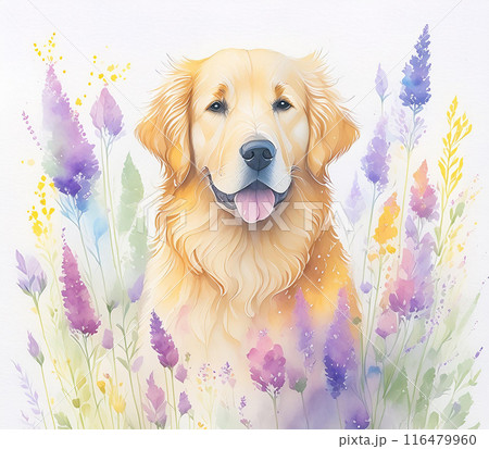 ゴールデンレトリバーの水彩イラスト 116479960
