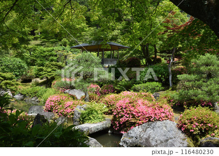 三室戸寺 庭園 与楽園 三室戸寺 庭園 与楽園 116480230