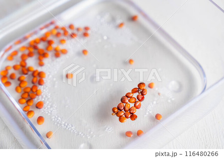 かいわれ大根の種を水に浸す　水耕栽培 116480266