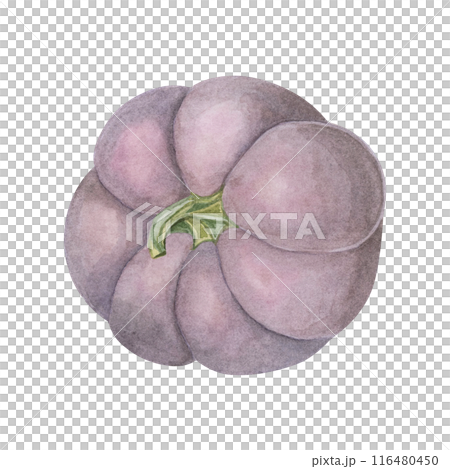 Purple pumpkin watercolor illustration. Pastel colored autumn vegetable. Squash clipart for seasonal modern decor, Thanksgiving cards and invitations, festive merchandise and social media 116480450