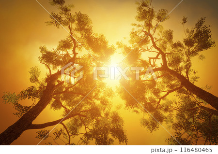 Crowns of forest trees Crowns of forest trees 116480465