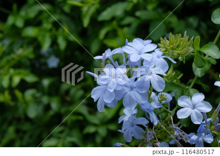ルリマツリの花 116480517