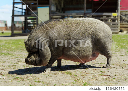 Pig has a rounded belly and is walking with its head down, likely foraging for food. Farm Pig has a rounded belly and is walking with its head down, likely foraging for food. Farm 116480551