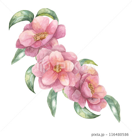 Three Camelia japonica flowers with green leavesin watercolor. Hand-drawn Clipart of pink blooming flowers, composition for wrapping paper, tote bags, wedding invitations, stationery Three Camelia japonica flowers with green leavesin watercolor. Hand-drawn Clipart of pink blooming flowers, composition for wrapping paper, tote bags, wedding invitations, stationery 116480586
