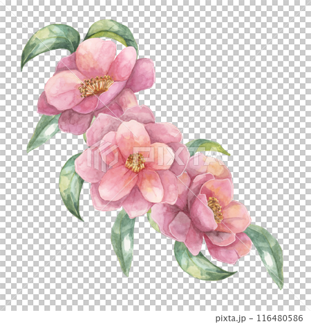 Three Camelia japonica flowers with green leavesin watercolor. Hand-drawn Clipart of pink blooming flowers, composition for wrapping paper, tote bags, wedding invitations, stationery Three Camelia japonica flowers with green leavesin watercolor. Hand-drawn Clipart of pink blooming flowers, composition for wrapping paper, tote bags, wedding invitations, stationery 116480586