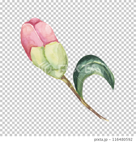 A close-up of a Camellia flower bud with surrounding leaf, depicted in watercolor. The soft pink petals and green foliage are perfect for apparel design, home decor, or digital prints 116480592
